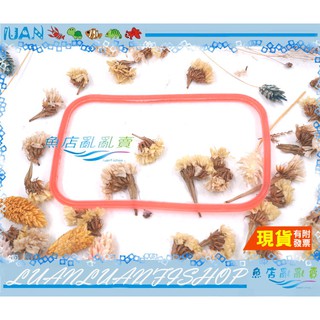 【魚店亂亂賣】臺灣UP雅柏120型外置式迷你小圓桶過濾器專用(大O環)大墊圈/止水環