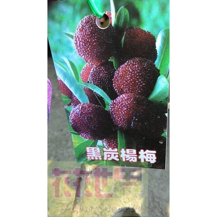 水果苗  黑炭楊梅  7-8吋高90-120cm保鮮期長【花花世界玫瑰園】