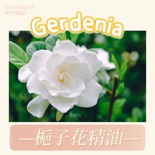 梔子花 單方精油 Gardenia jasminoides 單方精油 CO2超臨界萃取 珍稀花類精油 梔子花精油