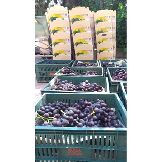 彰化大村葡萄禮盒 巨峰葡萄 支持台灣小農 自產自銷