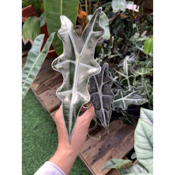 Alocasia sanderiana Nobilis 諾比觀音蓮