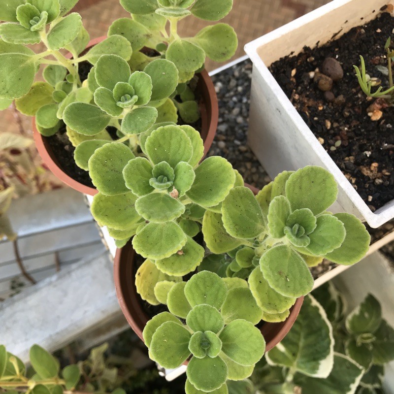 ［BMO的香草花園🌿］圓葉左手香 圓葉到手香 三吋盆