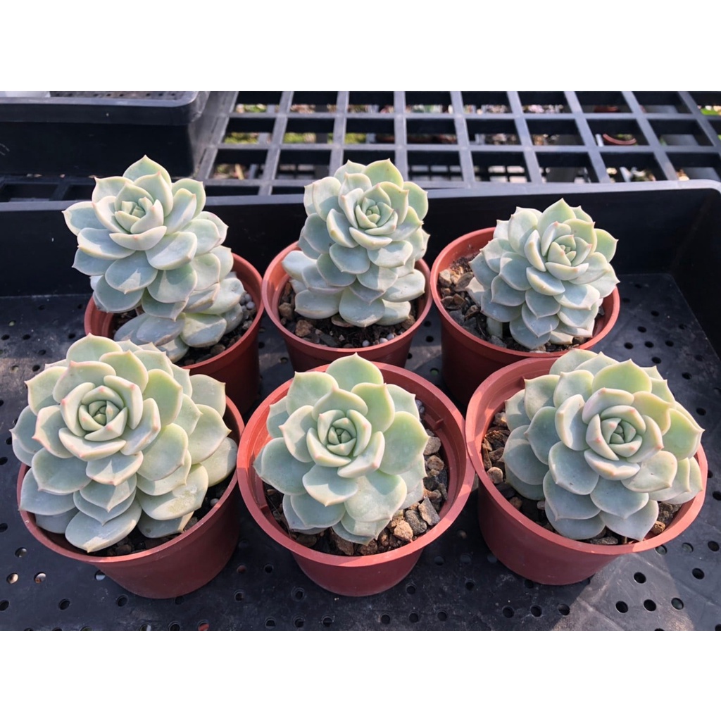 Kiki貓多肉園多肉植物白牡丹3吋盆裸根寄送 蝦皮購物