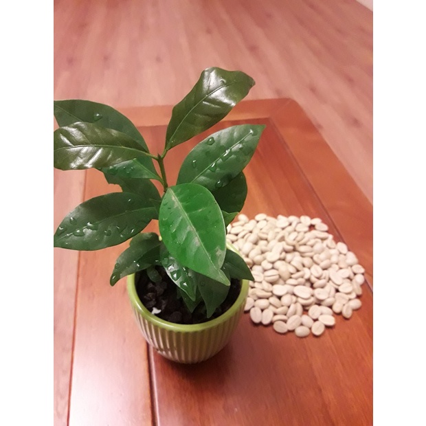 S-118【種子盆栽】咖啡豆種子20顆30元。