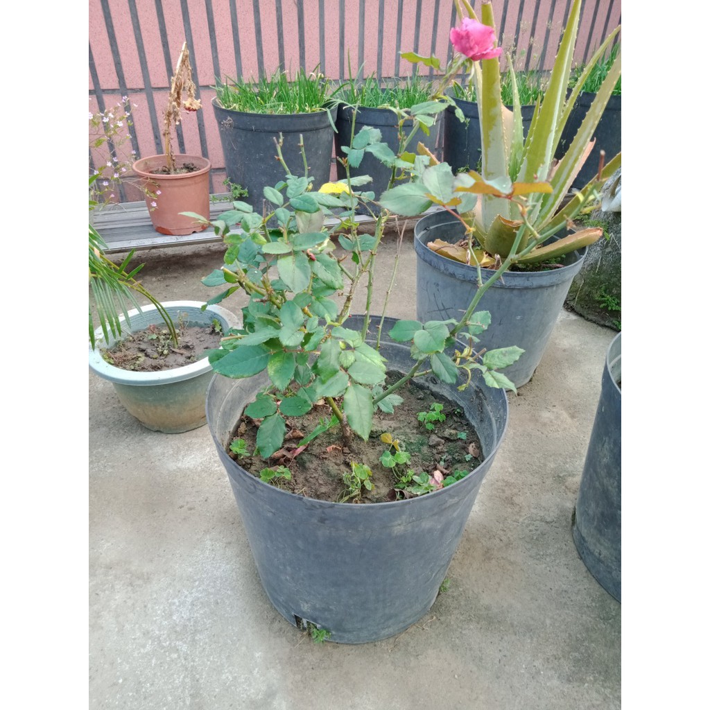 景觀培植 玫瑰花盆栽15kg無噴灑農藥純天然 自有栽種室內盆栽居家生活辦公室花盆水泥盆栽大型盆栽 蝦皮購物