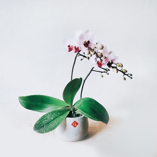 盆空間・第一名 蘭花 第一名蝴蝶蘭 室內觀賞植物綠化花卉盆栽植栽 水泥盆 4.5吋盆