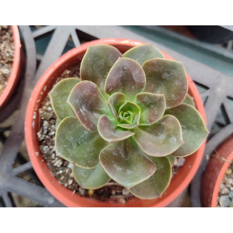 巧克力方磚多肉植物室內外植物觀賞療癒植栽 蝦皮購物