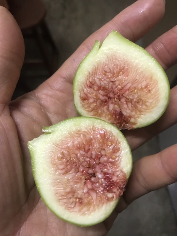 白特亞里納 豐產型無花果 高壓包 蝦皮購物