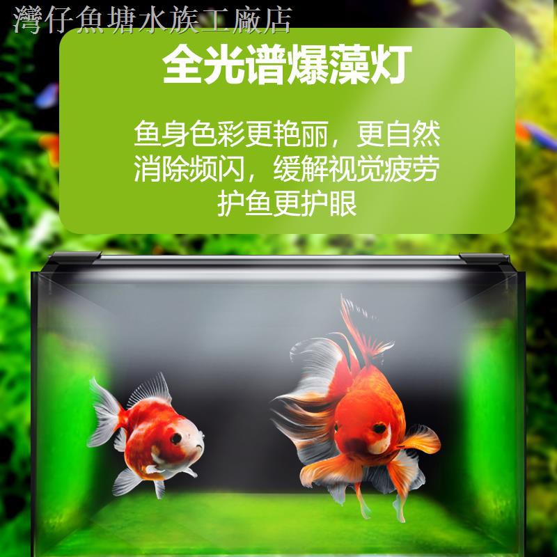 辛いに対応するミント金魚照明 Gardenkomazawa Jp