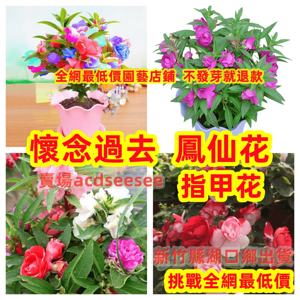 🔥🔥鳳仙花種子指甲花  易種 陽臺 四季盆栽  觀賞花卉種子【新竹縣湖口鄉出貨3-5天送達】