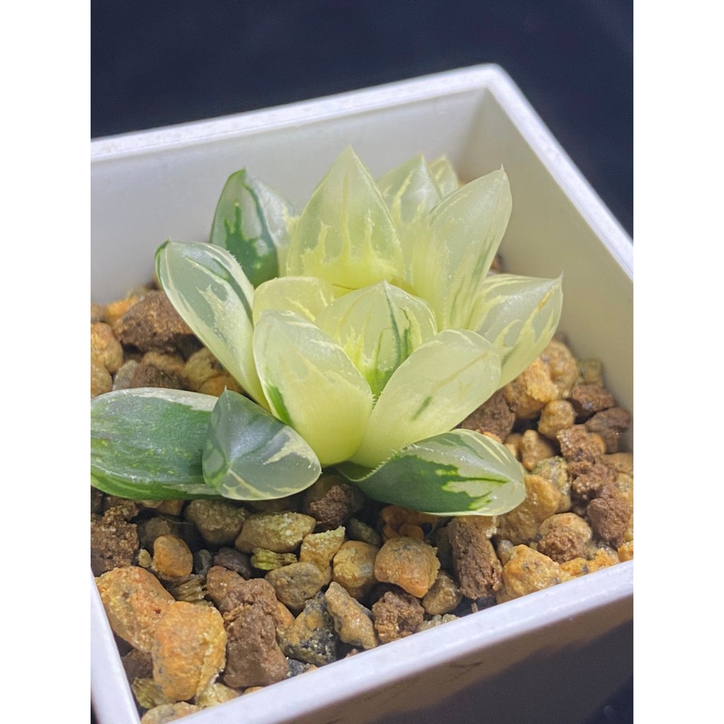 ハオルチア 花水晶 極上斑 Lidofoundation Org Uk