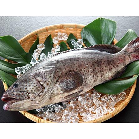 漁夫市集／澎湖優鮮石斑魚500~600g/尾【分享值60】