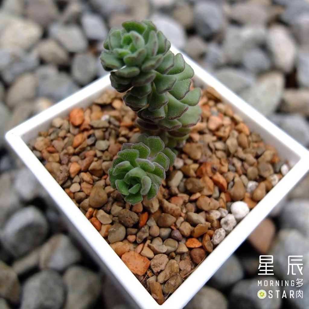 星辰多肉 毛小玉三吋圓盆有根連盆寄送 寄送易掉葉 可接受再購買 蝦皮購物