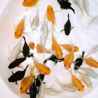 黑球魚 優惠推薦 21年7月 蝦皮購物台灣