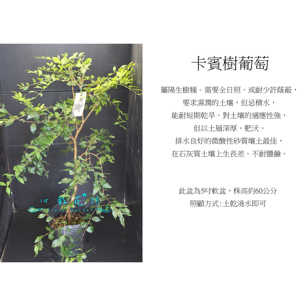 心栽花坊-卡賓樹葡萄/嘉寶果/5吋盆/70cm/嫁接苗/水果苗/售價800特價640