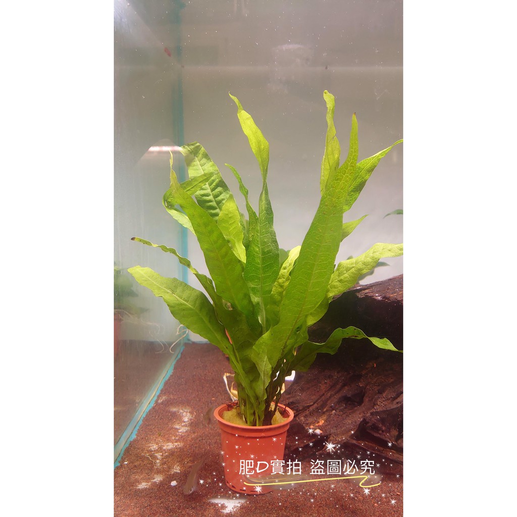 陰性水草後景 拍賣與ptt推薦商品 21年3月 飛比價格