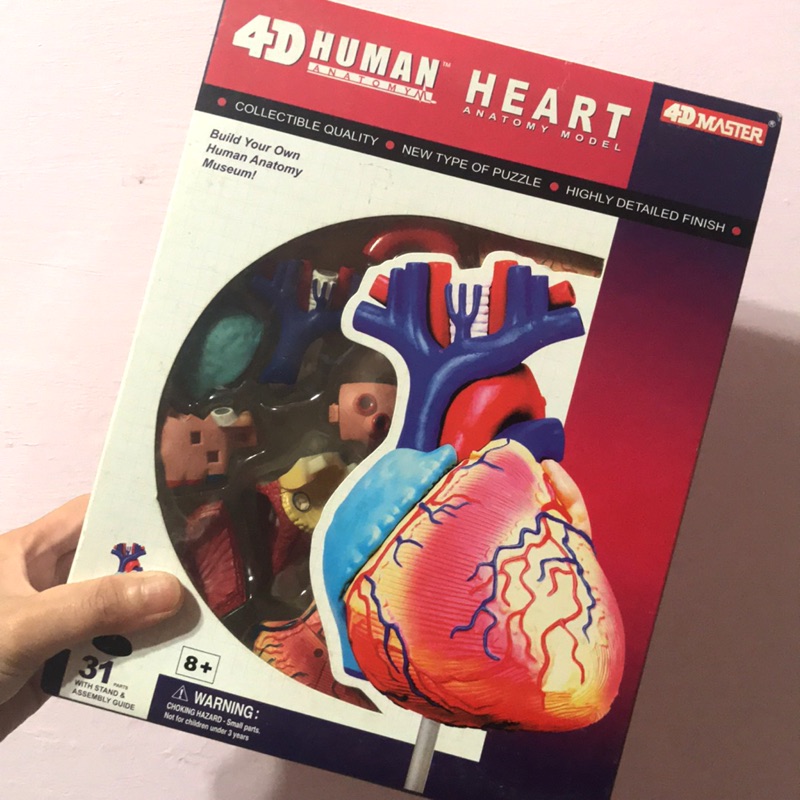 4Dmaster 模型 心臟 解剖 人體