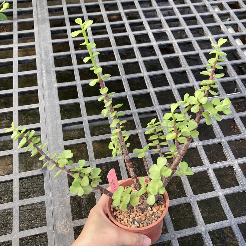 小玉多肉 銀杏木老欉 10 9 蝦皮購物