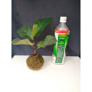 3吋苔球植物 水苔植物 療癒植物 辦公室 餐桌 下單前請先聊聊 傳植物照片現況 蝦皮購物