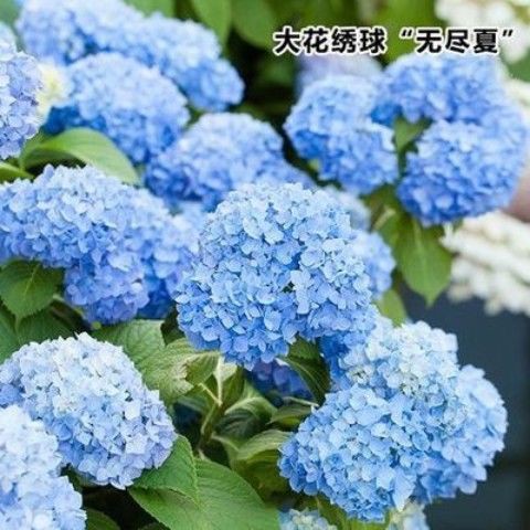 新品 熱銷 繡球花種子陽臺盆栽八仙繡球苗種子紫陽花天竺葵洋繡球種子 蝦皮購物