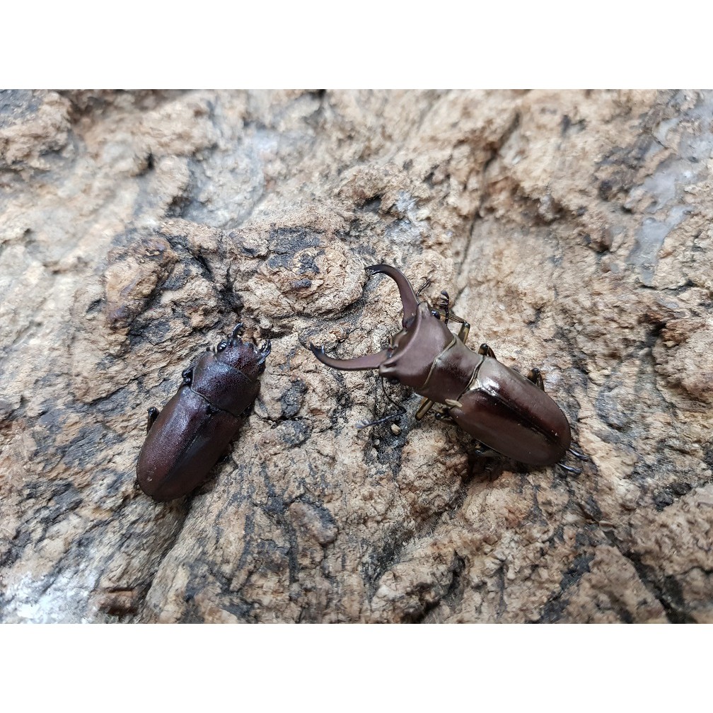 黃金蟲蘭網路商店 卡皮細身赤鍬形蟲單公可動模型 蝦皮購物