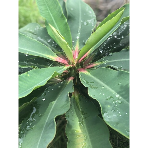 噴火龍(Euphorbia bergeri)大戟 實生 植株健康