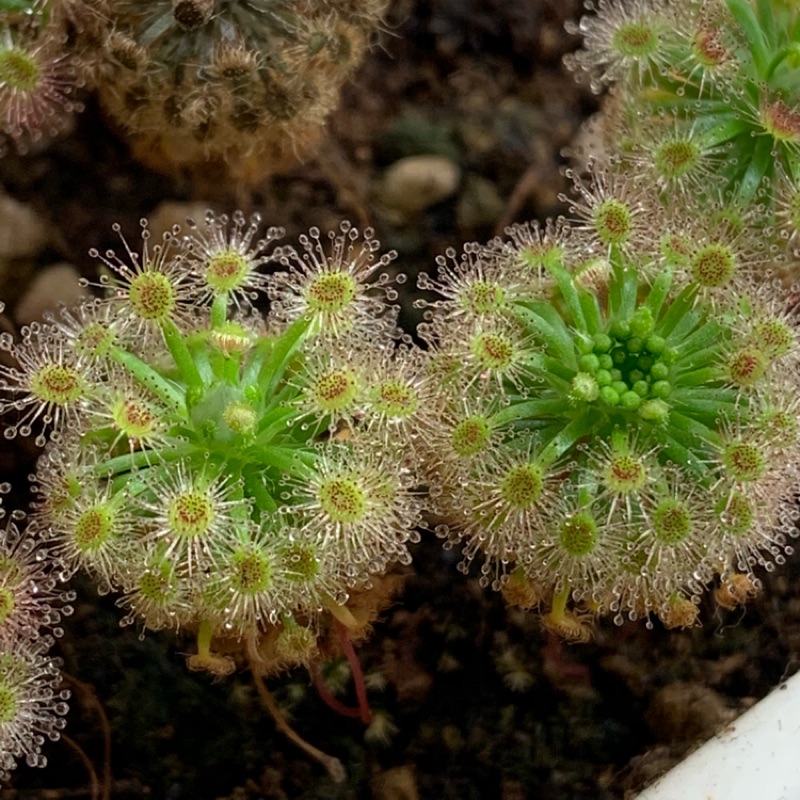 *DG* 蘿絲娜迷你毛氈苔胞芽 Drosera Roseana 食蟲植物 迷你毛氈苔 蝕