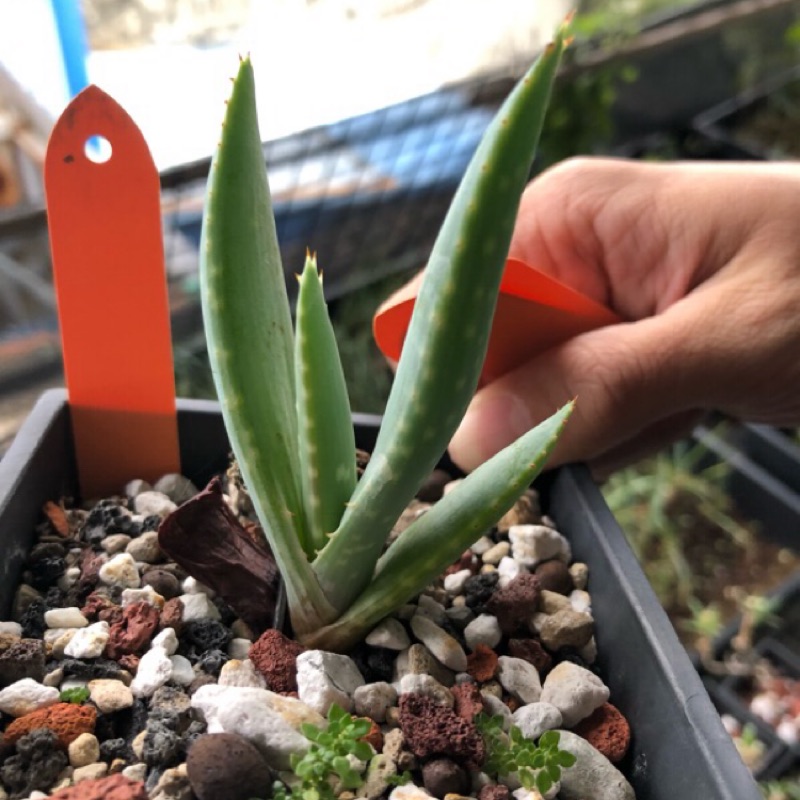 Aloe Microstigma 暗血帝王蘆薈一次買兩隻以上有優惠 蝦皮購物