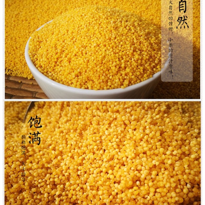 小米（ 陕西米脂黄小米，500公克，夏天請冰箱冷藏保存）