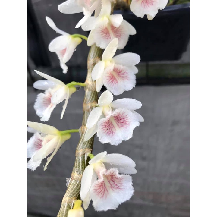 紅血絲 白貝殼石斛 Den cretaceum