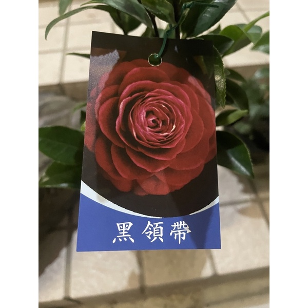 《秀水茶園》黑領帶三吋盆茶花苗