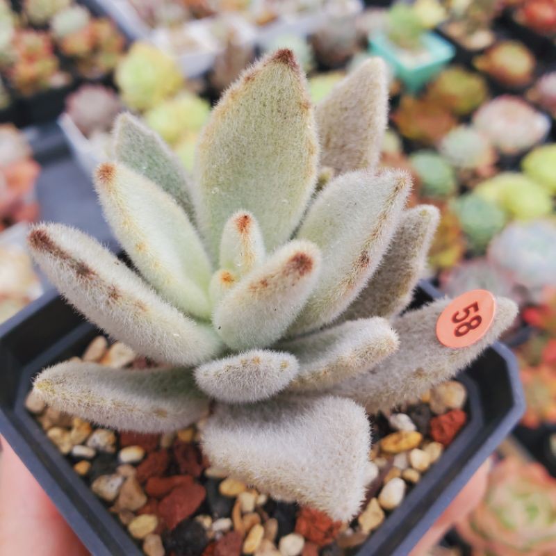 毛毛兔子多肉 58 無星兔3吋多肉植物 蝦皮購物