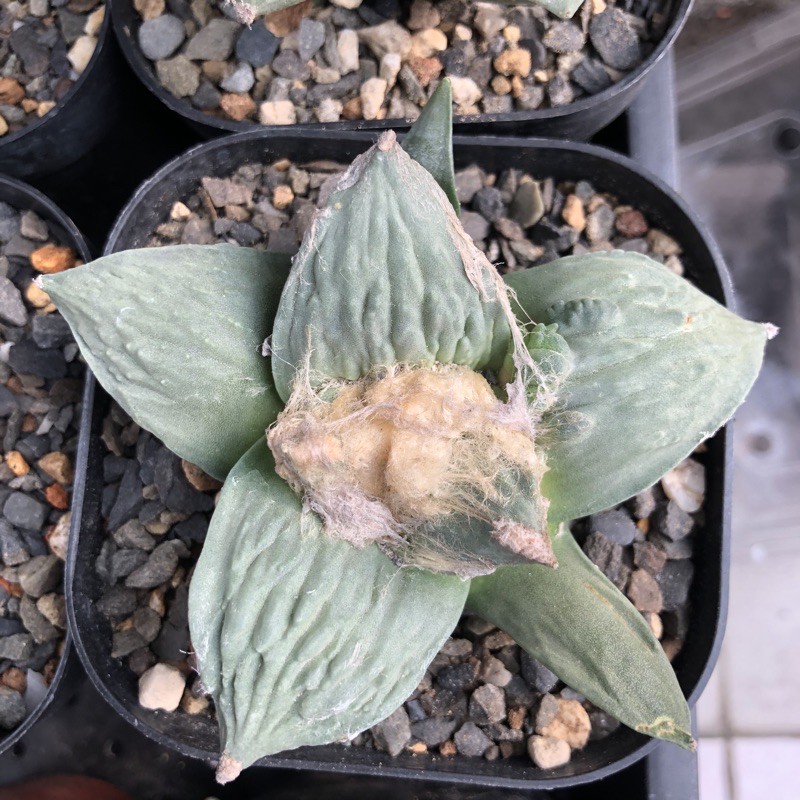 多肉植物仙人掌花牡丹交種實生 蝦皮購物