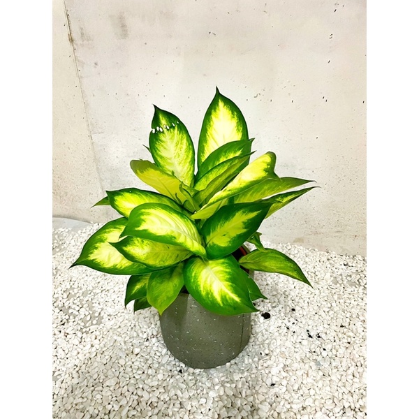 花葉萬年青 6吋 觀葉植物 室內植栽 含盆 蝦皮購物