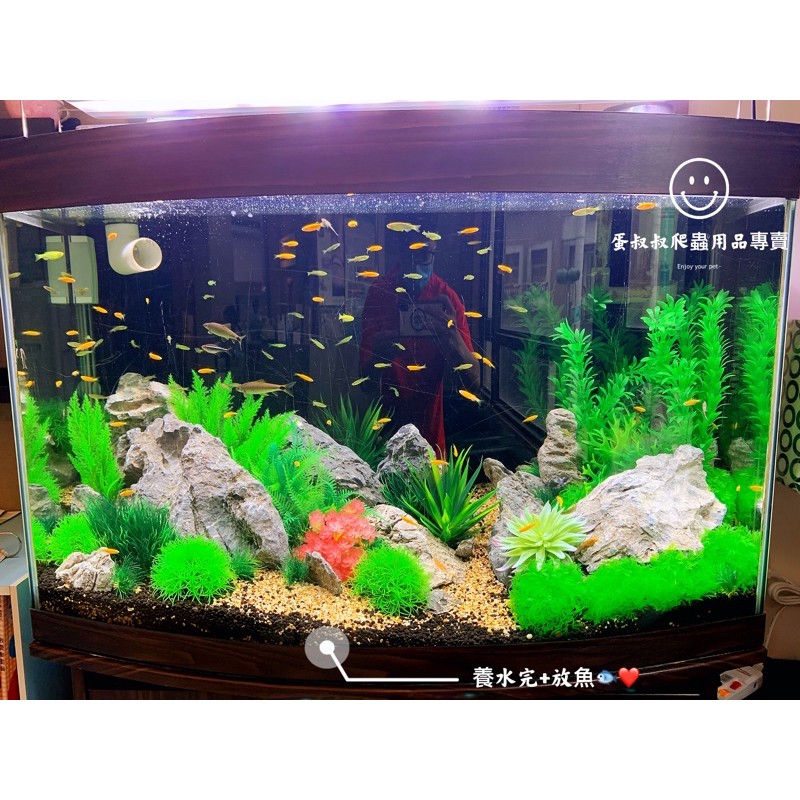 蛋叔叔 專業魚缸清潔 整理 保養 高雄地區 魚缸清潔 魚缸保養 魚缸設計 蝦皮購物