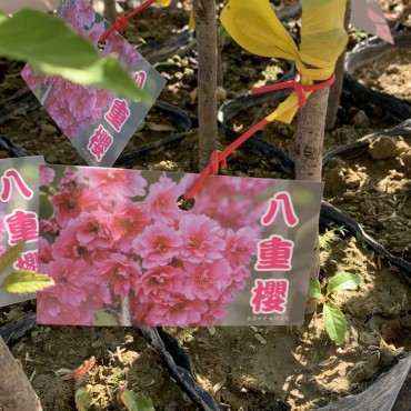 時和花坊 八重櫻花 喬木 4吋盆 蝦皮購物