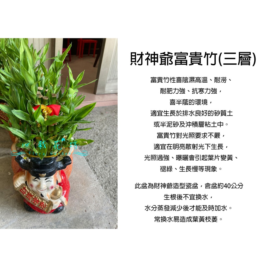 心栽花坊 富貴竹 開運竹3層 財神爺 迎財神 觀葉植物 室內植物 送禮盆栽 禮盆 祝賀盆栽 售價600特價500 蝦皮購物
