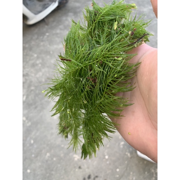 金魚藻 魚缸造景 好顧 蝦皮購物