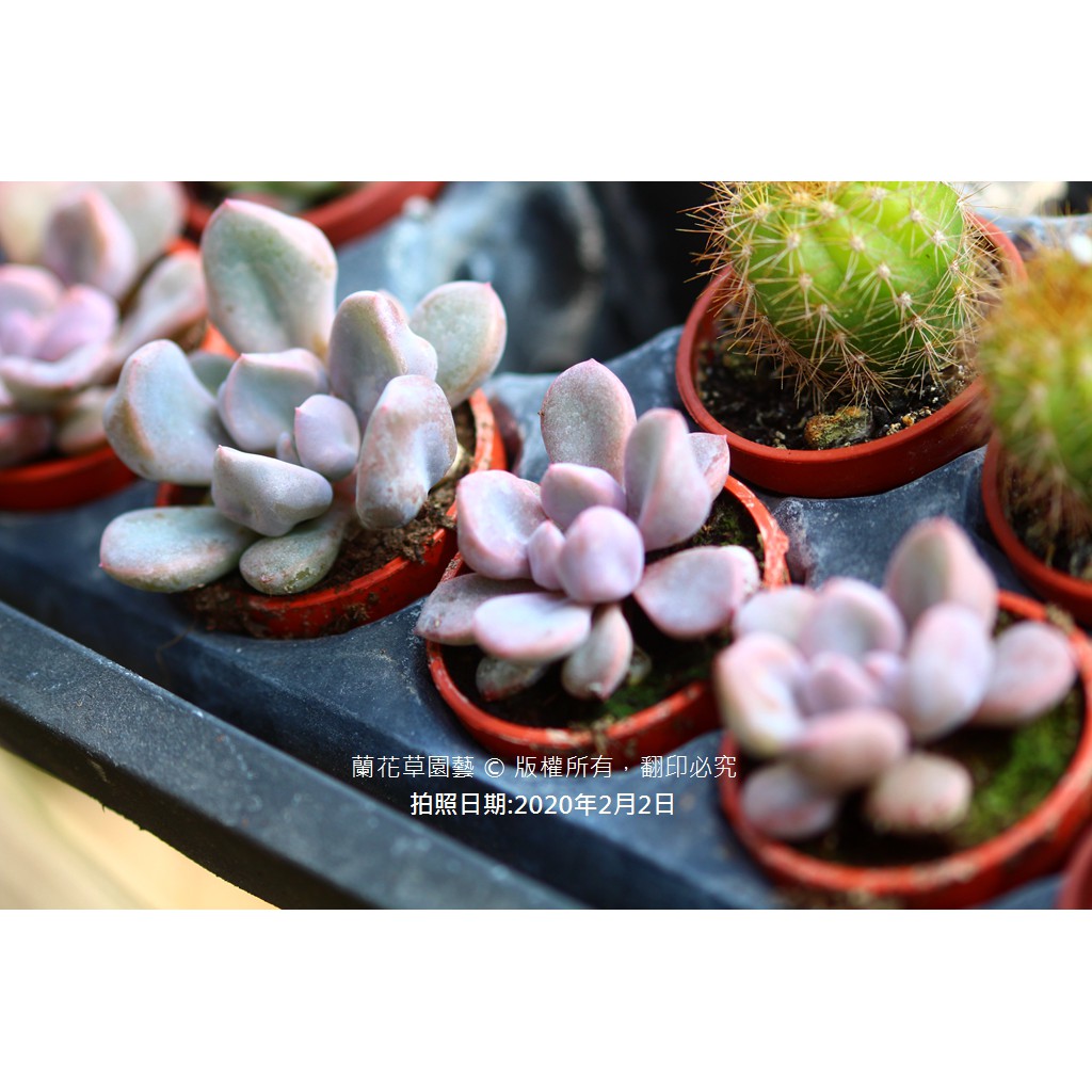 蝦皮購物 花得更少買得更好