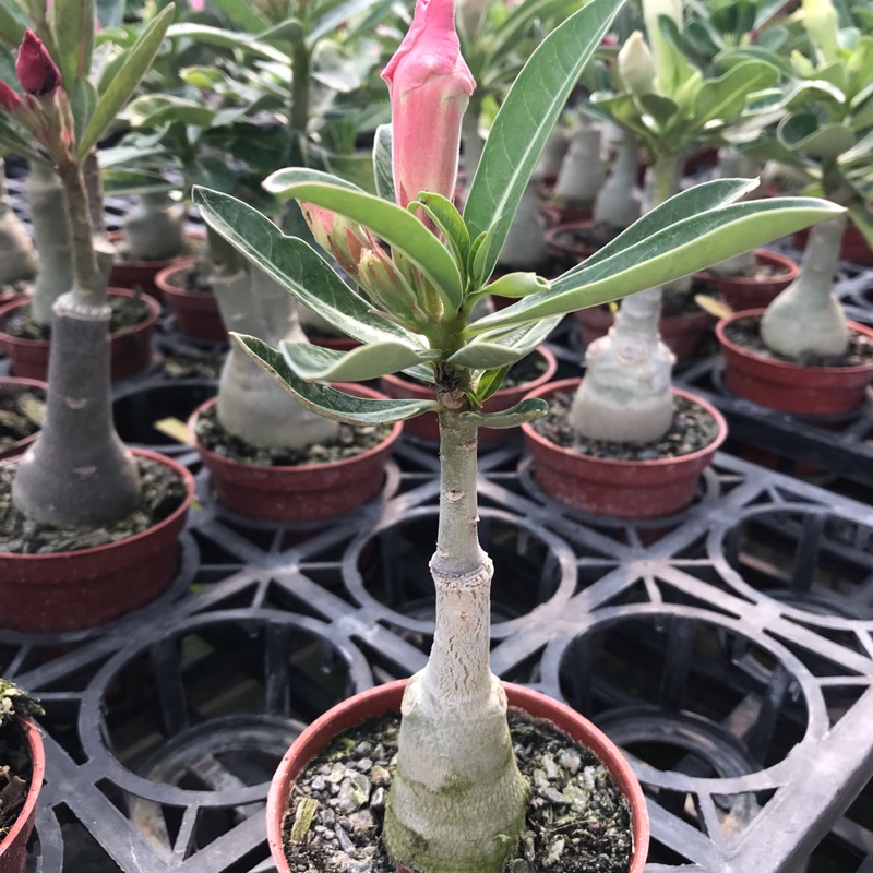 沙漠玫瑰3吋盆多肉植物好照顧沙漠玫瑰別稱天寶花 富貴花 沙紅姬花 亞當花 矮性雞蛋花等等 蝦皮購物