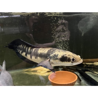 雷魚 優惠推薦 22年5月 蝦皮購物台灣
