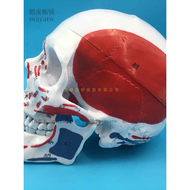 (MD-B_1190)人體成人頭骨模型左半邊肌肉著色右半邊骨性色發模型帶頸部神經