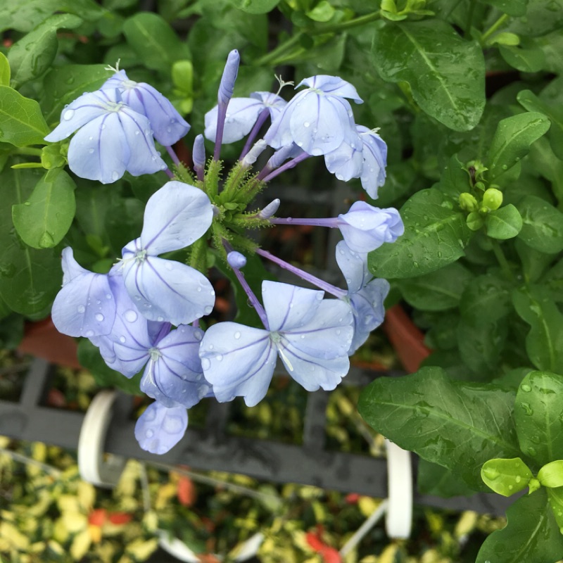 慶平花坊-[藍雪花]觀花植物-5吋盆