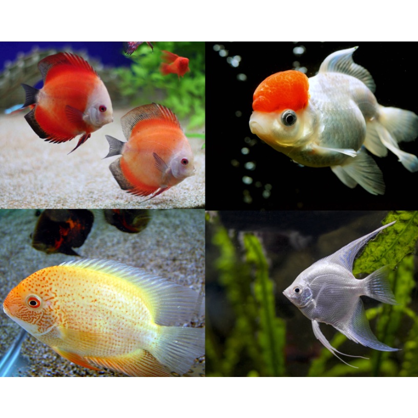 現貨熱銷 ஐ 魚缸隔板擋板亞克力板蓋板小網格分離板透明魚缸隔離板隔斷水族箱 蝦皮購物