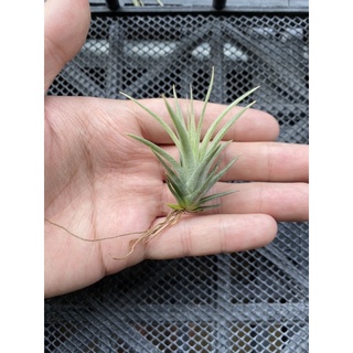 空氣鳳梨-託姆交香檳巨大 Tillandsia tomasellii x cheapens Giant clone