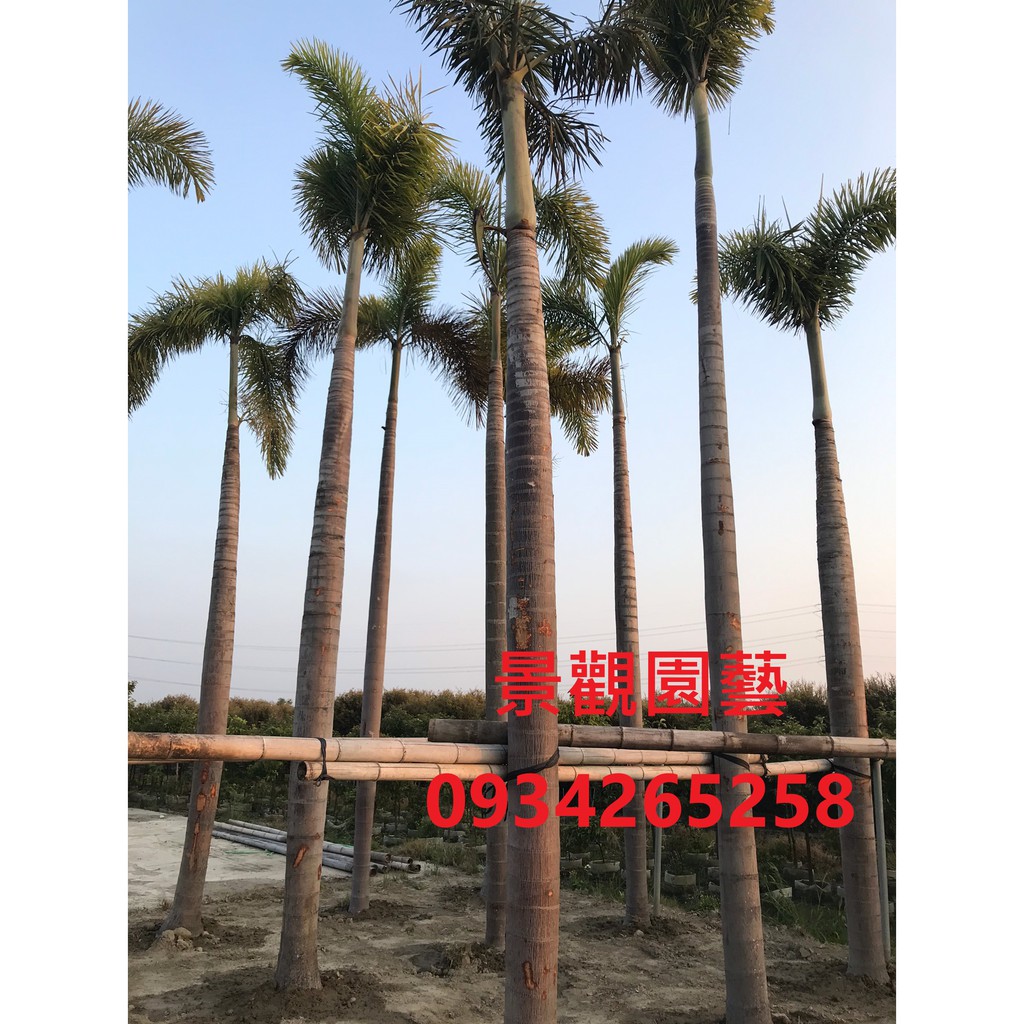 棍棒椰子南洋風工廠造景公司庭院 蝦皮購物