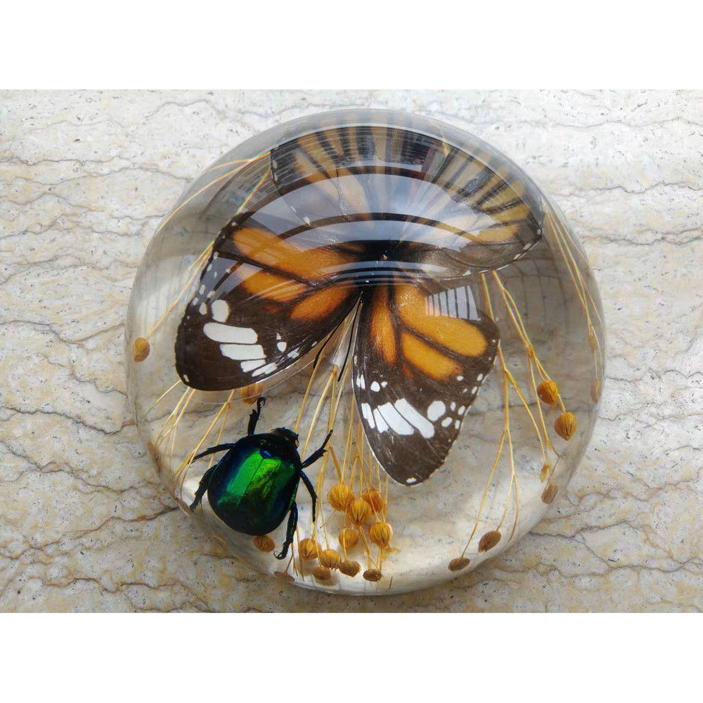 蝴蝶標本 優惠推薦 21年6月 蝦皮購物台灣