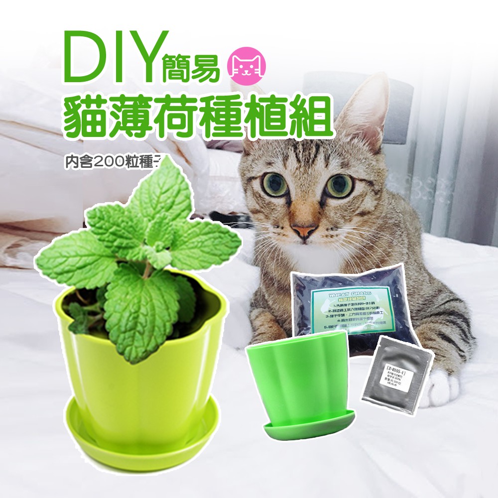 《小橙花寵物》DIY簡易貓薄荷種植組 貓草種植  貓薄荷種子 貓薄荷 小麥草種子 貓草 小麥草 逗貓棒 貓零食 荊芥