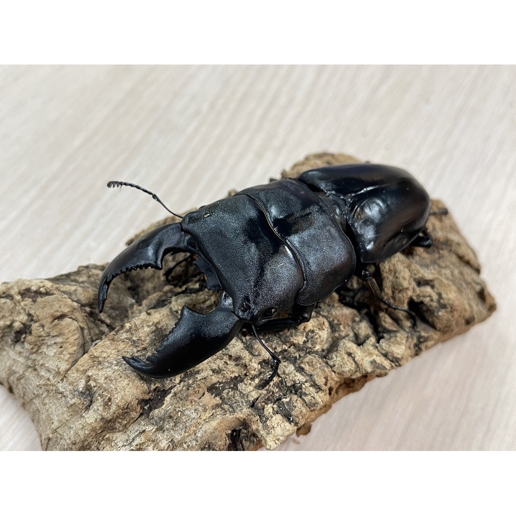 📣蘇門亞齊巨扁鍬形蟲📣精緻可動模型