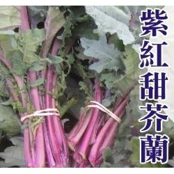 【全館590免運】紫紅甜芥蘭菜種子(紅芥藍)（約150粒）